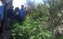 ضبط 220 شتلة ماريجوانا داخل مشتلا للمخدرات في يطا