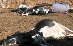 لغم يقتل أربعة أبقار بالاغوار الشمالية - توضيحية