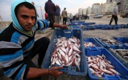 الأسماك في غزة