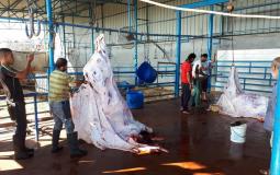 مشاهد الأضاحي في مدينة غزة