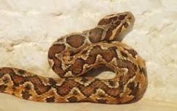 مواطن يعثر على أفعى داخل سيارته  