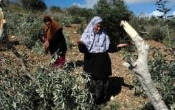 سرقة محصول الزيتون من الاراضي الفلسطينية في نابلس