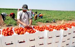 جني الطماطم في غزة - أرشيفية