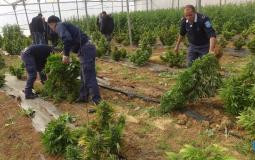 الشرطة الفلسطينية تضبط مشتلاً لزراعة الماريجوانا