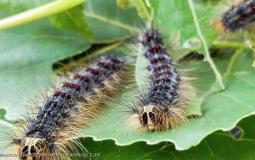 "الحشرات العملاقة" خطر جديد يهدد المحاصيل الزراعية في أميركا 