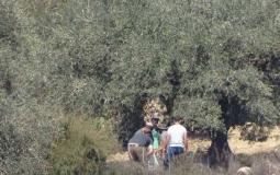  مستوطنون يسرقون الزيتون من أراضي بلدة قريوت في نابلس