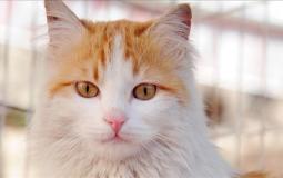 شاهد ردة فعل قطة وهي تذوق آيس كريم لأول مرة