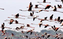 هجرة الطيور