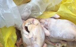 ضبط 200 دجاجة غير صالحة للاستهلاك الآدمي في رام الله