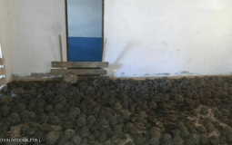 السلاحف التي تم ضبطها داخل منزل في مدغشقر