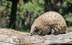 حيوان البنغولين