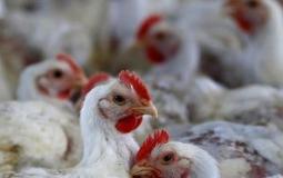 أسعار الدجاج واللحوم في غزة اليوم الخميس