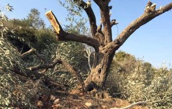 مستوطنون يقتلعون أشجار المواطنين في قرية الساوية جنوب نابلس