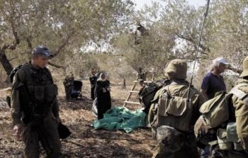 الاحتلال يطرد المواطنين من أراضيهم ويمنعهم من قطف الزيتون -أرشيف