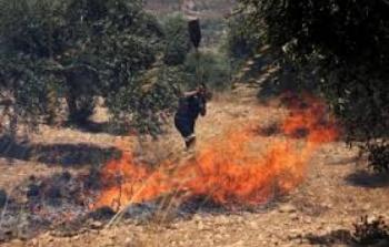 مستوطنون يضرمون النار في حقول زيتون