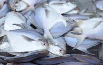 البحث الكويتي سيساعد في معرفة سبب تراجع أعداد السمك الزبيدي في الكويت