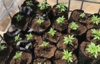 الشتلات المشتبه بها