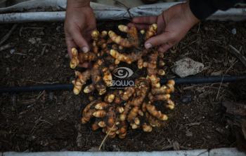 التجربة الأولى لنبتة الكركم الأخضر في فلسطين
