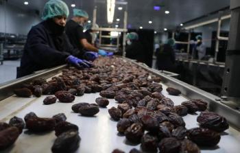 التمور الفلسطينية - أرشيفية