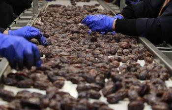 مصنع للتمور في فلسطين