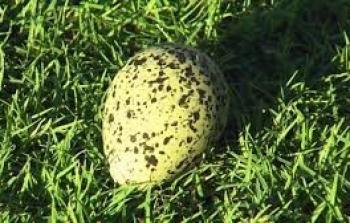 البيضة في الملعب-توضيحية