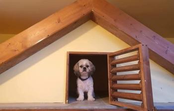 فندق لاستضافة الحيوانات الأليفة برام الله