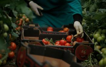 مزارعو غزة يتوقفون عن التصدير لأسواق الضفة والخارج