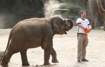 انثى الفيل ياشودا