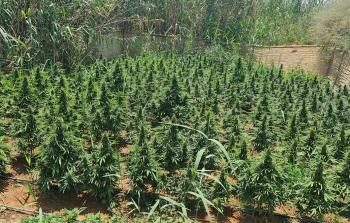 ضبط مشتل كبير للمخدرات في أريحا