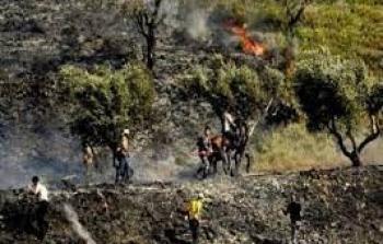 مستوطنون يشعلون النار قي اشجار الزيتون بالضفة الغربية