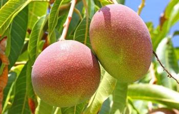 زراعة المانجا في غزة