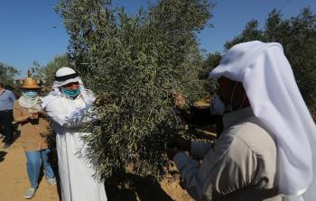 الزراعة في غزة تعلن مواعيد قطف الزيتون وتشغيل المعاصر