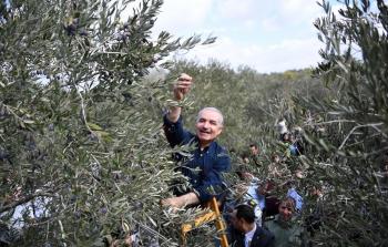 رئيس الوزراء محمد اشتيه خلال مشاركته بقطف الزيتون.