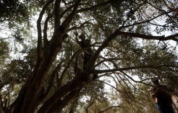 حملة قطف زيتون في فلسطين