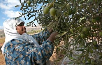 موسم قطف الزيتون في فلسطين - صورة أرشيفية