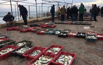 صيد وفير من بحر قطاع غزة صباح اليوم