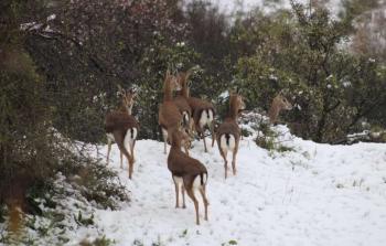 الحيوانات البرية في فلسطين