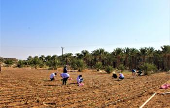 مركز البحوث الزراعية في القدس المفتوحة