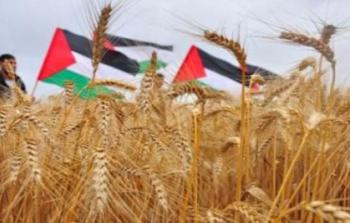 القمح في فلسطين - ارشيف