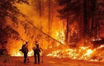 حرائق الغابات في فرنسا تلتهم 200 هكتار