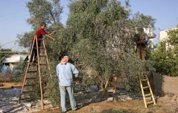 الاحتلال يمنع المزارعين من قطف الزيتون- أرشيف