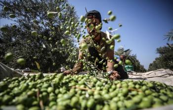 موسم قطف ثمار الزيتون في فلسطين