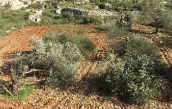 الاحتلال يقتلع 50 شجرة زيتون ويجرف أراضي