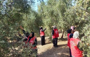 عشرات النساء يساعدن المزارعين في قطف ثمار الزيتون شمال قطاع غزة