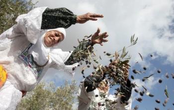موسم قطف الزيتون في فلسطين - توضيحية