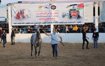 عرض لجمال الخيول العربية الأصيلة في غزة (حاتم الرواغ. سوا)