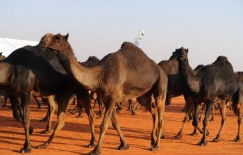 مزاد علني لبيع ما يزيد عن 200 من الإبل في السعودية