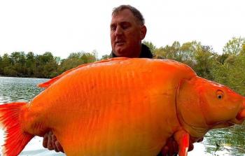 صياد يصطاد أضخم سمكة ذهبية في العالم