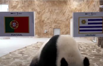 لقطة فيديو من توقعات سهيل وثريا مباراة البرتغال وأوروغواي