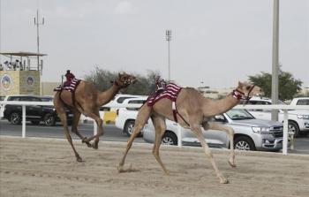 مهرجان سباق الهجن العربية الاصيلة في قطر